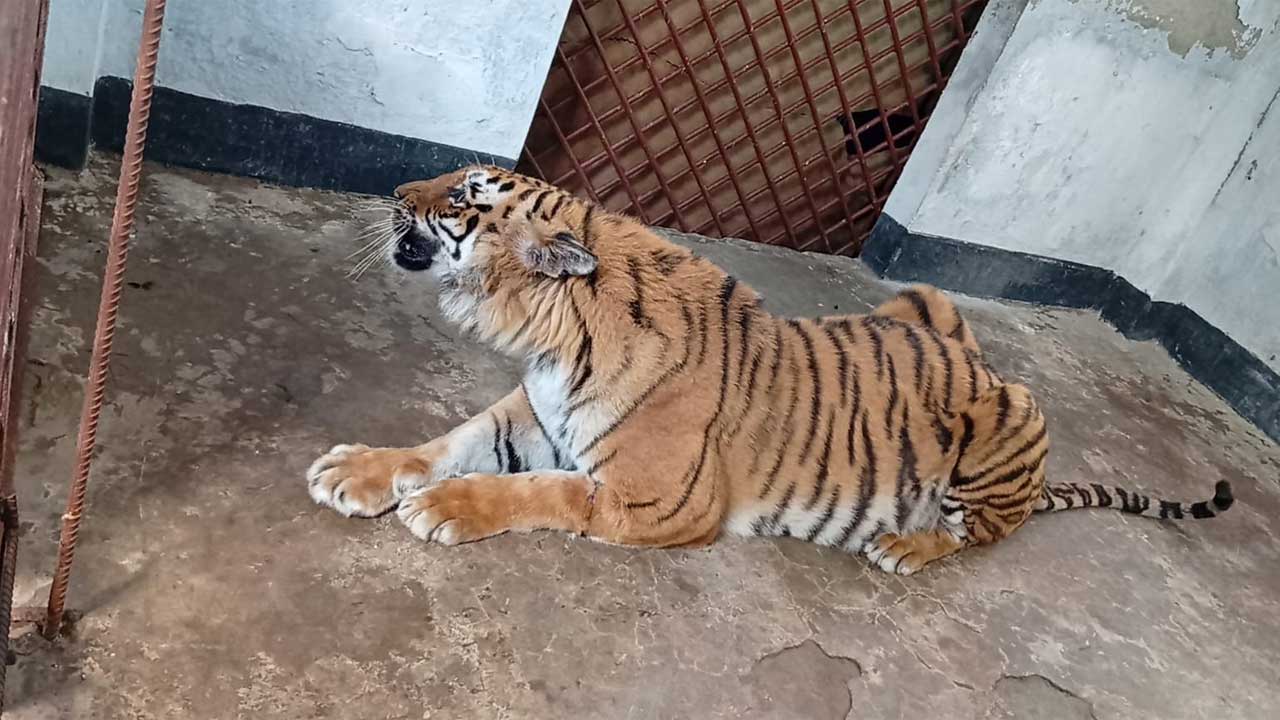 Tiger2