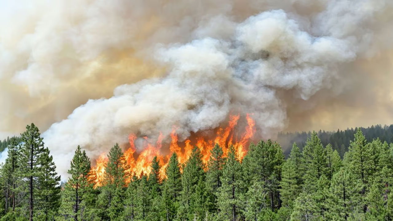 Wild-Fire3