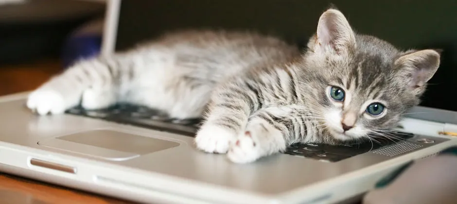 cat_1 cat_1
