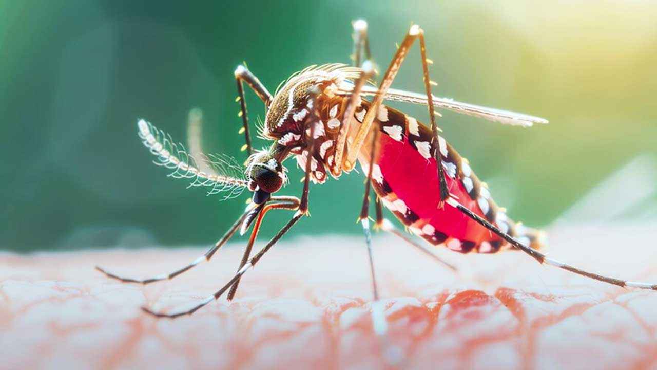 গত ২৪ ঘণ্টায় ডেঙ্গুতে মৃত্যু নেই, হাসপাতালে ভর্তি ৩৭১
