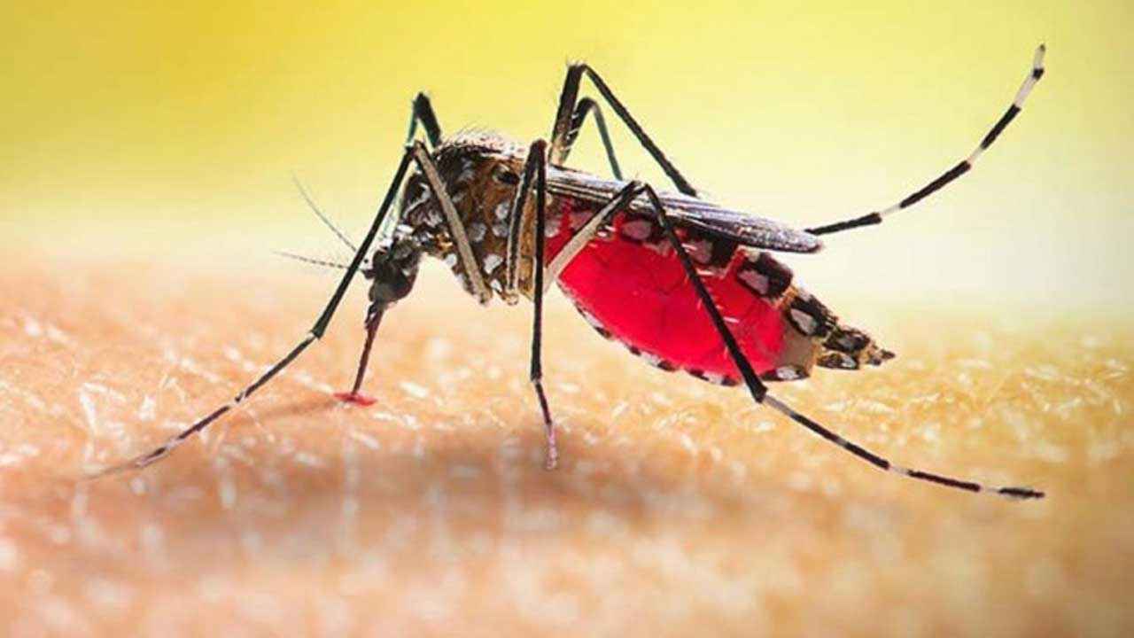 একদিনে ডেঙ্গুতে তিনজনের মৃত্যু, হাসপাতালে ৪৬৩