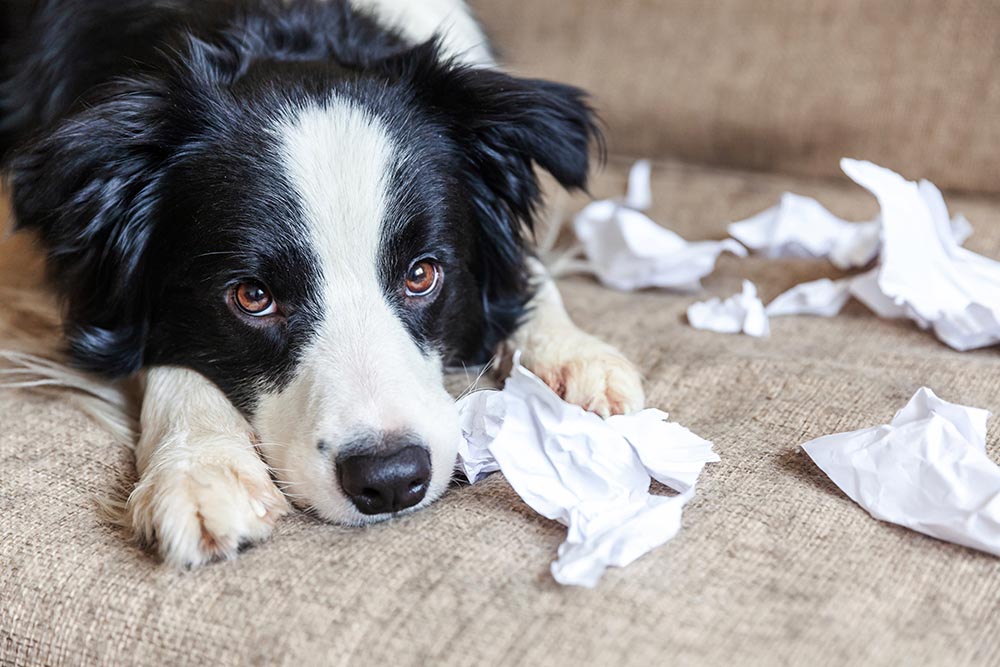 dog_1 dog_1