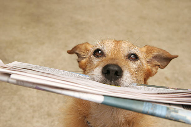 dog_2 dog_2