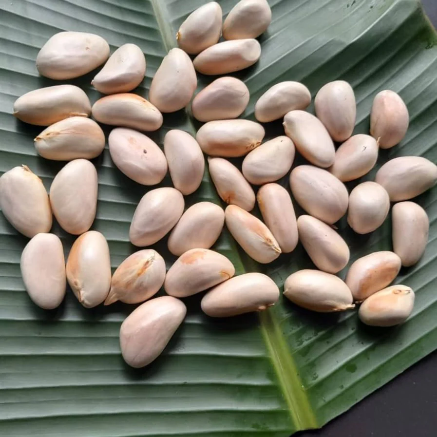 jackfruit_seed_1 jackfruit_seed_1