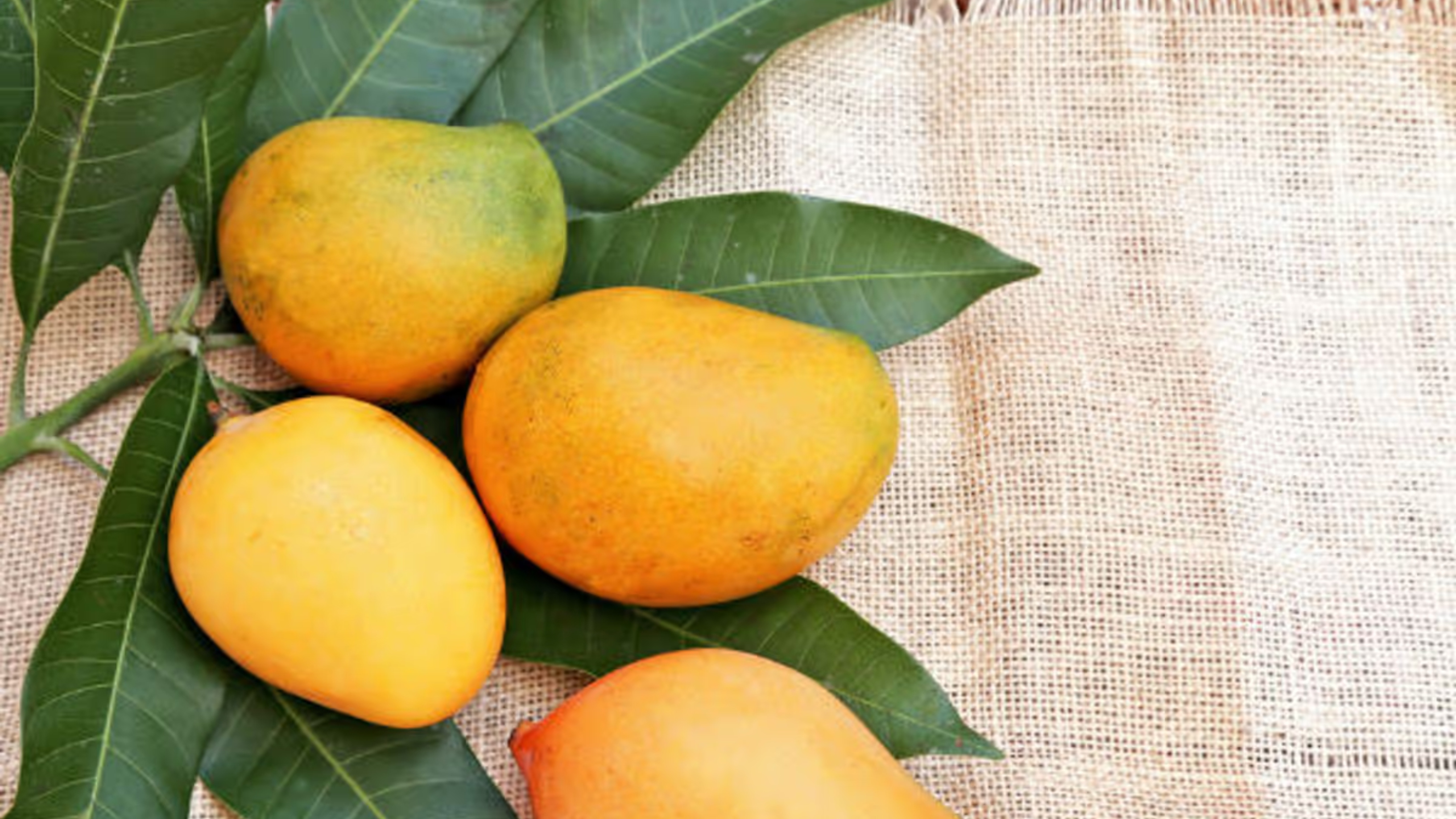 mango_(1)