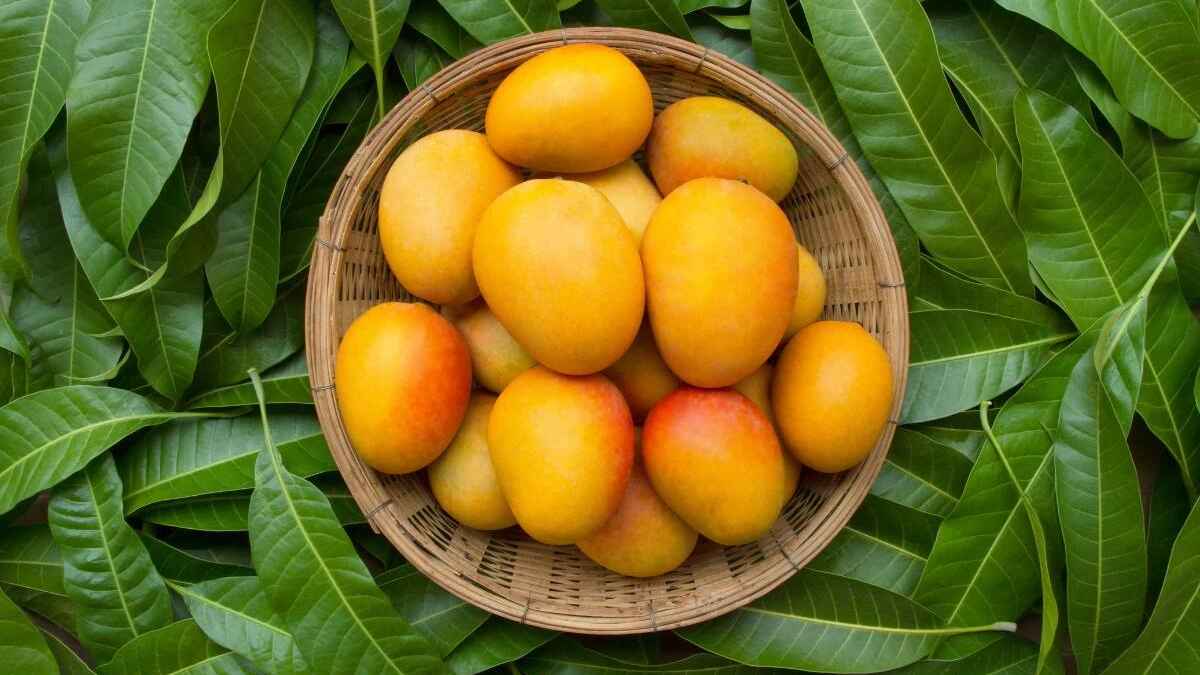 জাতীয় আম দিবস: আমকে ঘিরে যত কথা