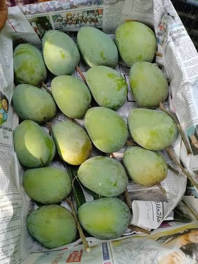 mango_3 mango_3