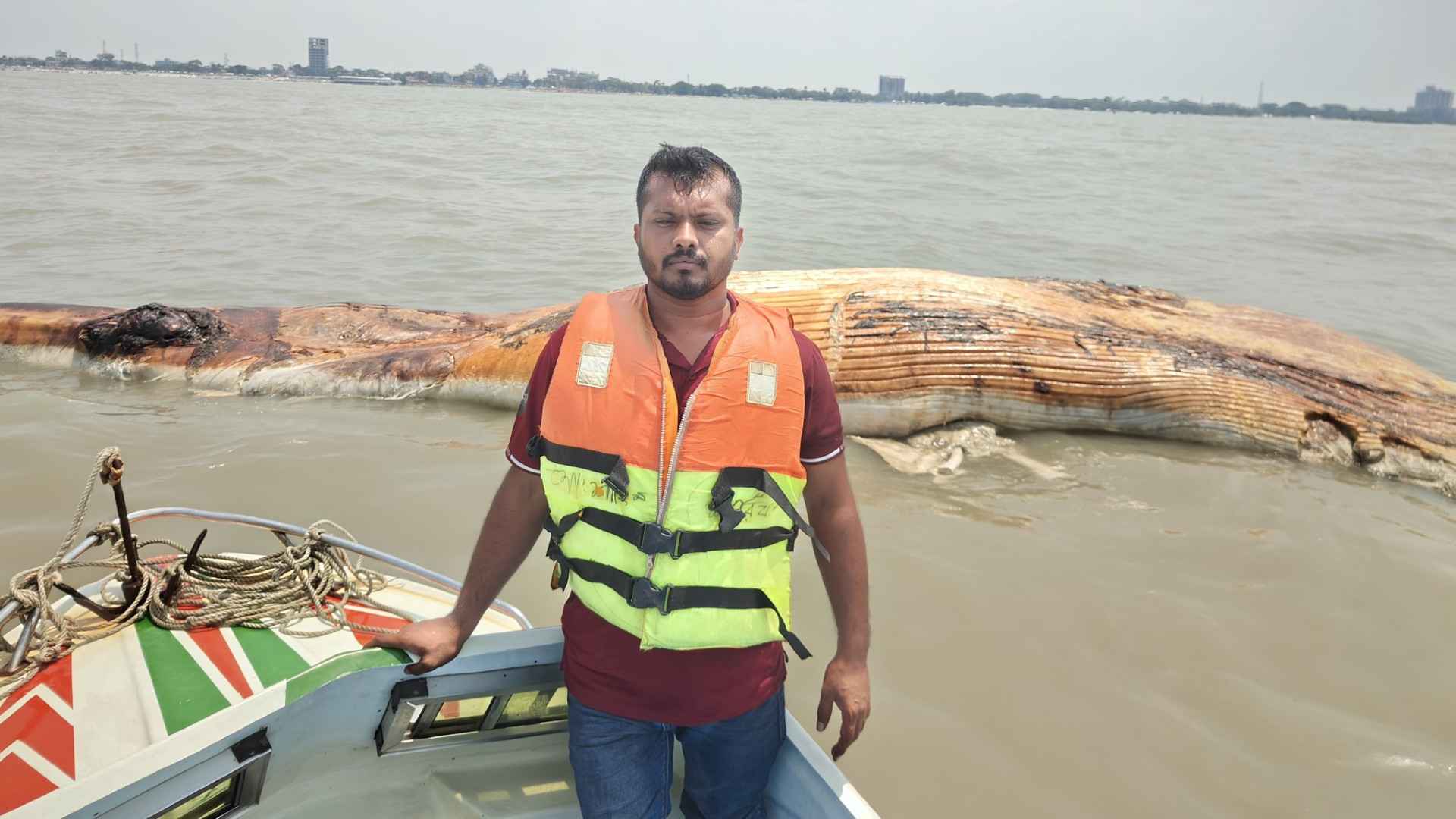 কুয়াকাটা উপকূলে ভেসে এল বিশালাকৃতির মৃত বেলিন তিমি