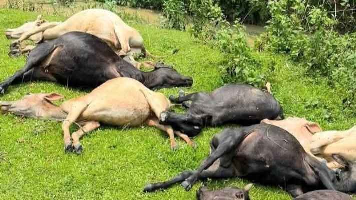 মৌলভীবাজারে বজ্রপাতে ১৩ গরুর মৃত্যু
