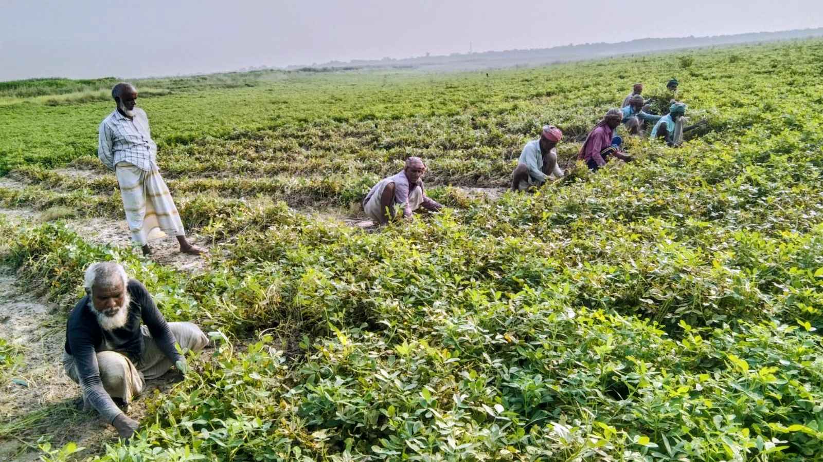 নাটোরে পদ্মার চরে চিনাবাদাম চাষ, ফলন ও দামে খুশি চাষিরা