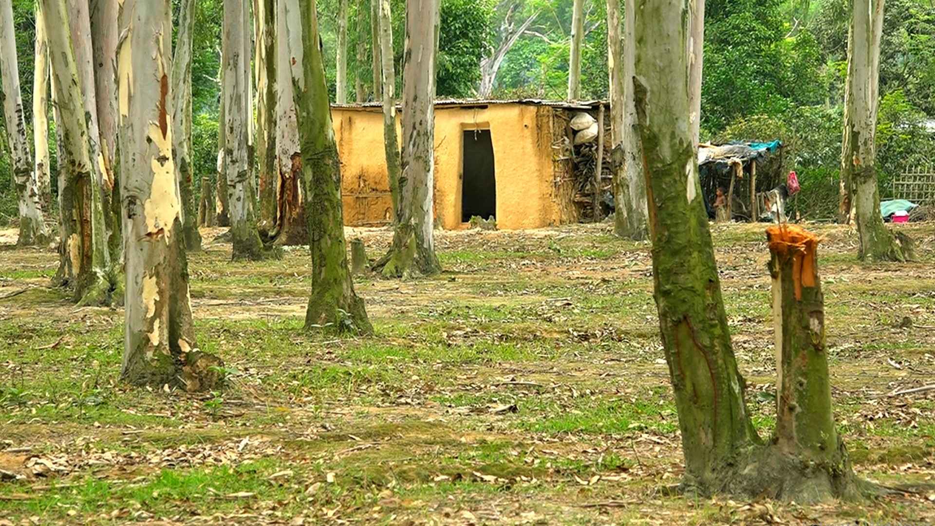 বনের গাছ কেটে উজাড়, গড়ে তোলা হচ্ছে বাড়ি-প্রতিষ্ঠান