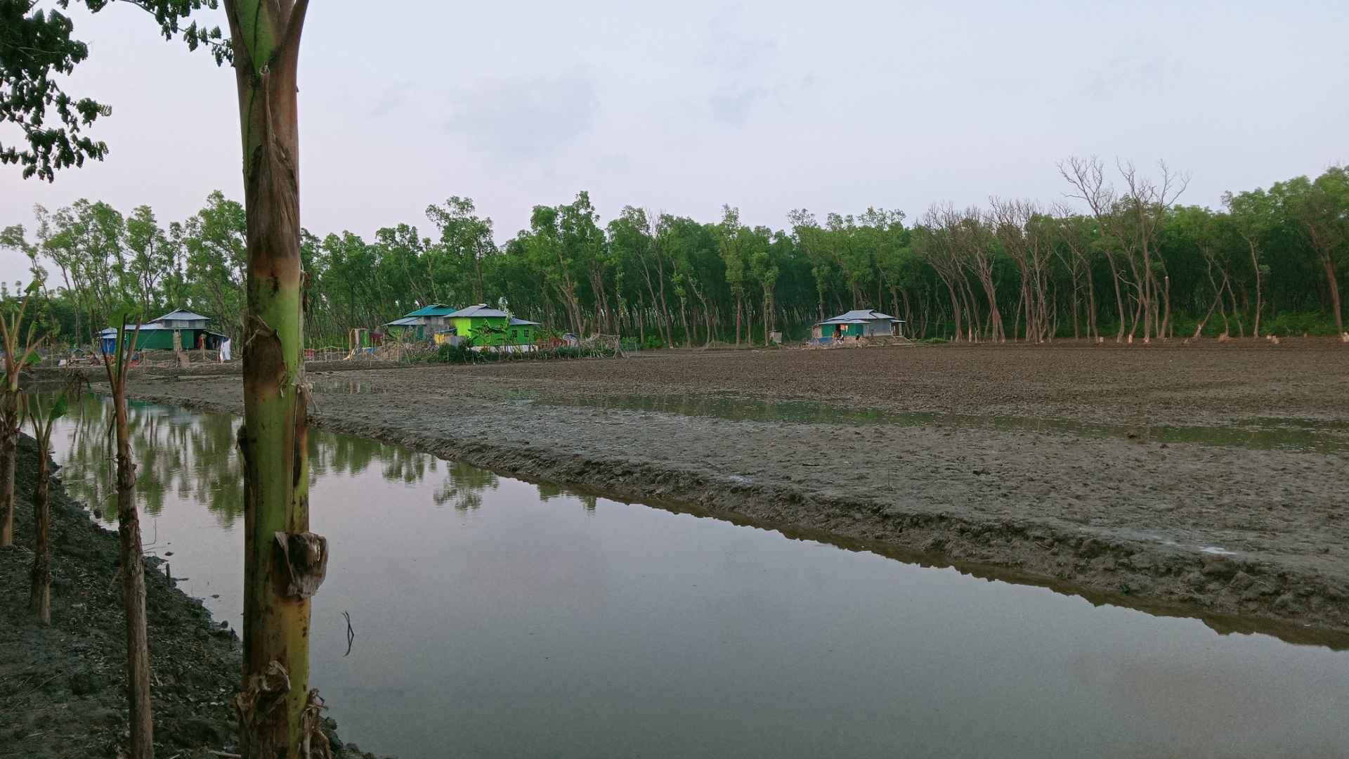 সাগুরিয়া রেঞ্জে বন উজাড়ের মহোৎসব, কর্মকর্তার বিরুদ্ধে দুর্নীতির অভিযোগ