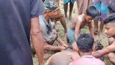 সাতক্ষীরার শ্যামনগরে পৃথক বজ্রপাতে দুই গরুসহ কৃষকের মৃত্যু