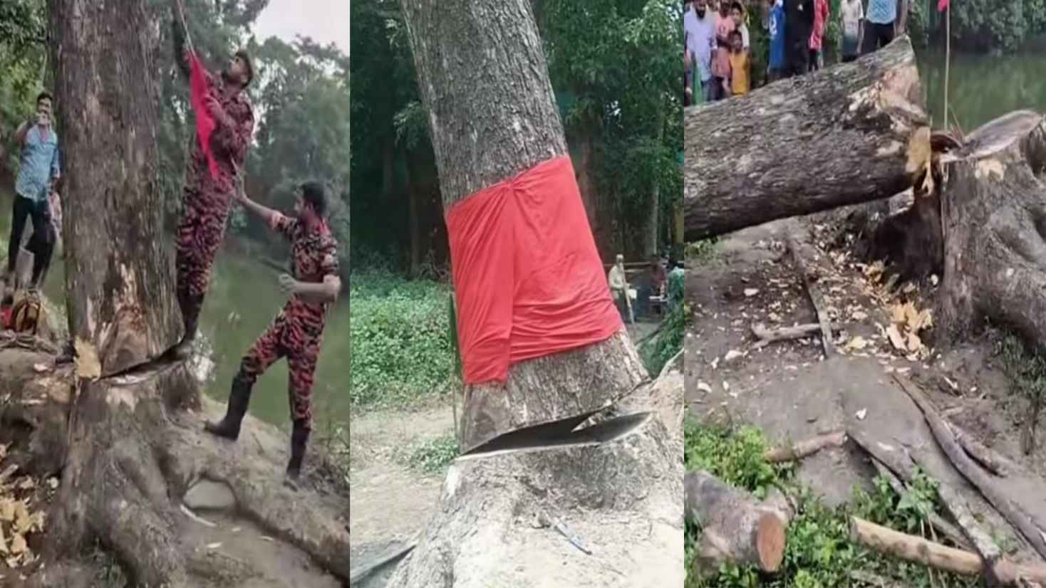 আলোচিত সেই গাছটি অবশেষে অপসারণ করল স্থানীয় প্রশাসন 