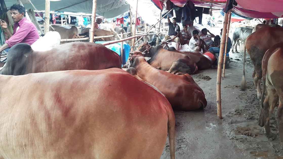 সারাদেশে ৯৩ লাখ ৬৭ হাজার ৪১৮টি পশু কোরবানি হয়েছে