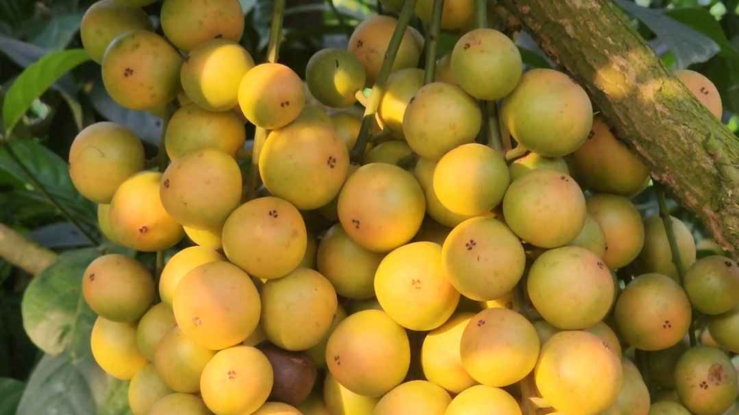সুপারি বাগানে লটকনের সফলতা, বছরে লাখ টাকার বাড়তি আয় কৃষক রাসেলের