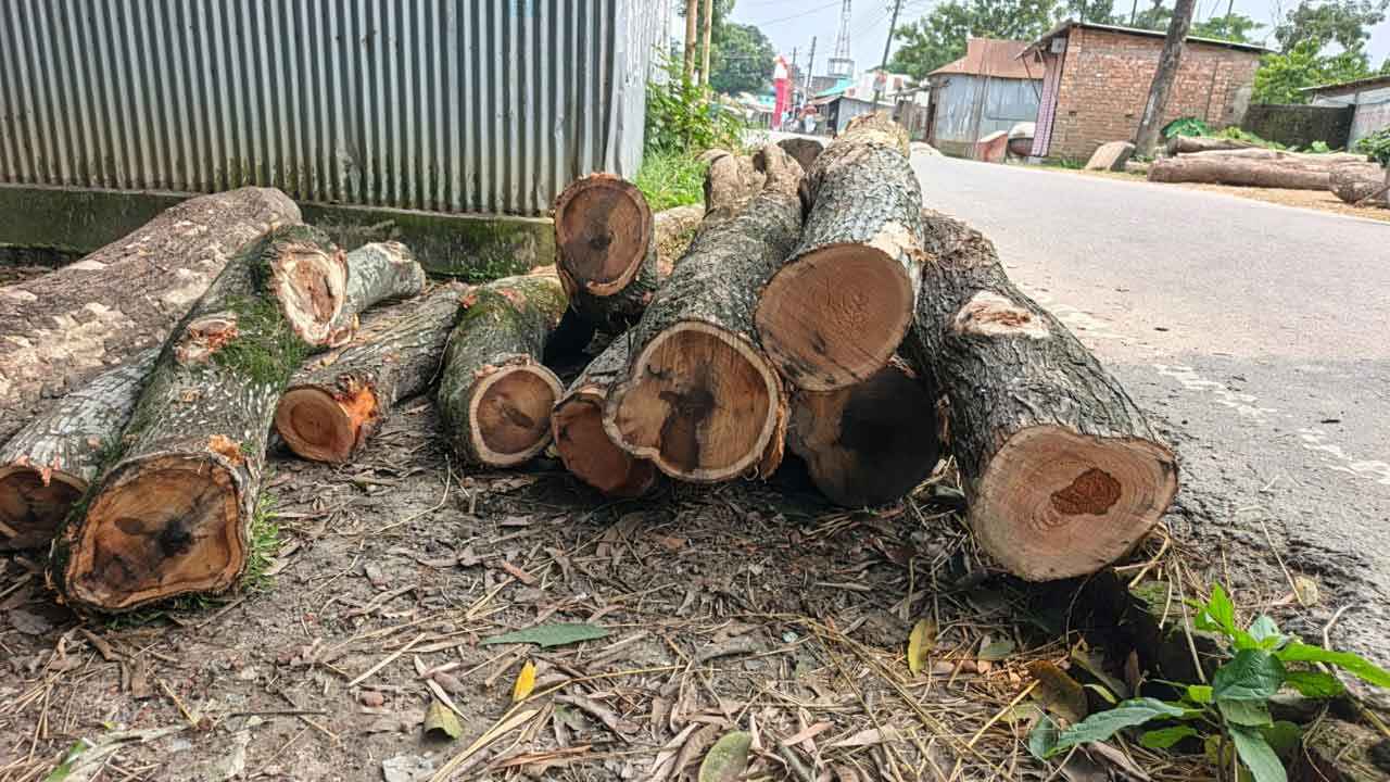 সড়কের পাশের সরকারি গাছ কেটেছেন বিএনপি নেতা, জব্দ করল প্রশাসন