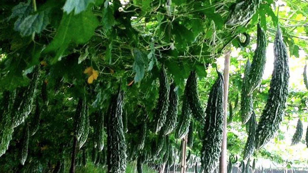bagerhat_1
