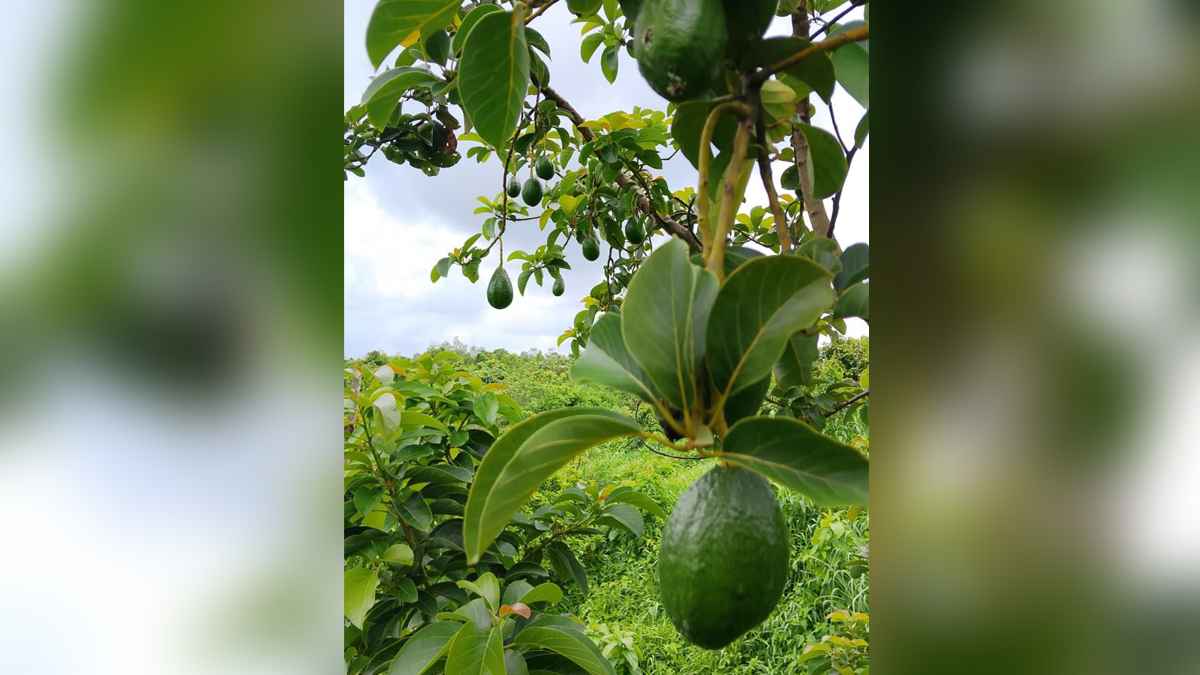 বান্দরবানে আবাদ হচ্ছে ম্যাক্সিকোর বিখ্যাত ফল ‘অ্যাভোকাডো’
