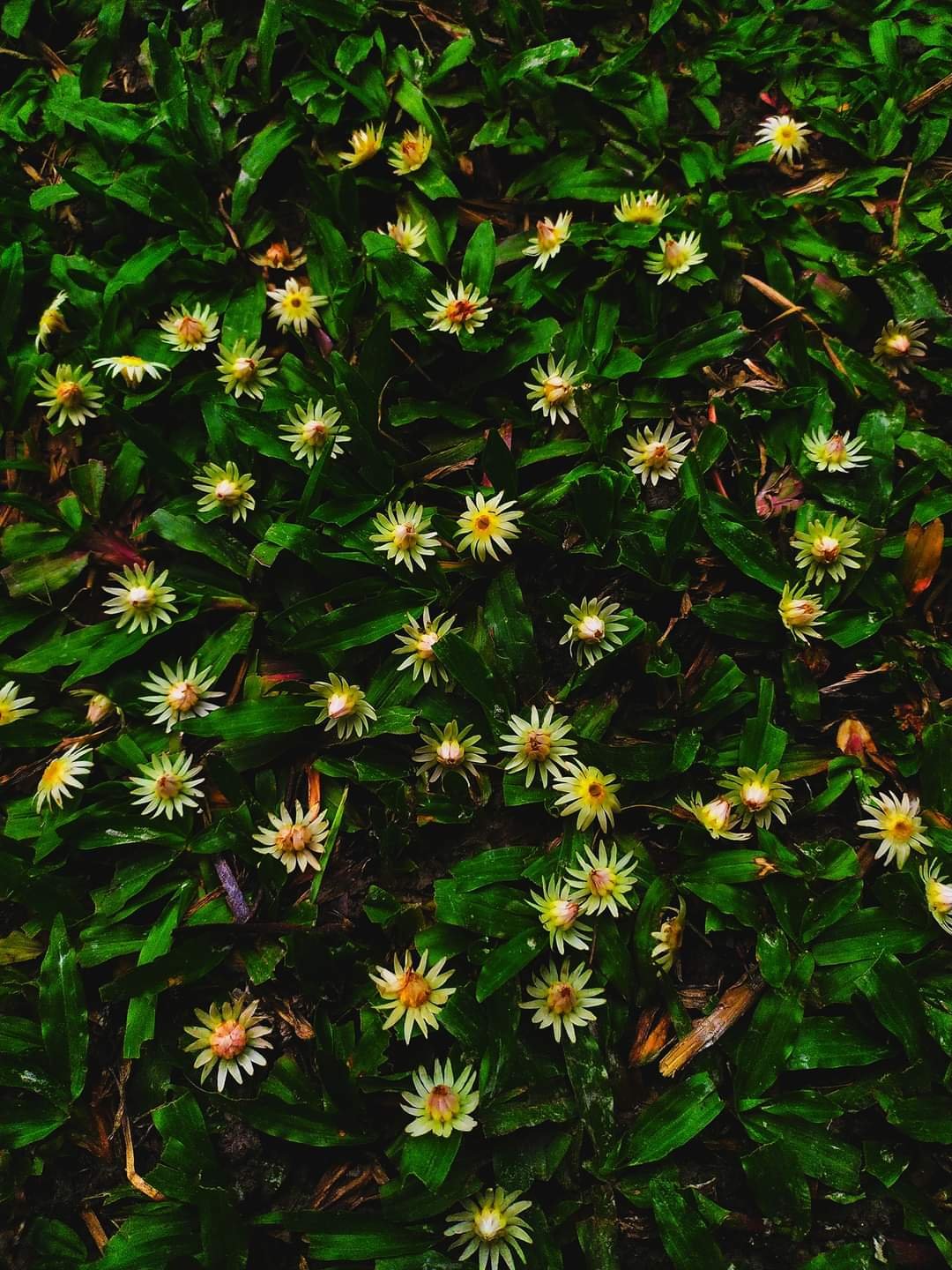 bokul_2 bokul_2