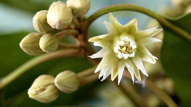 bokul_3 bokul_3