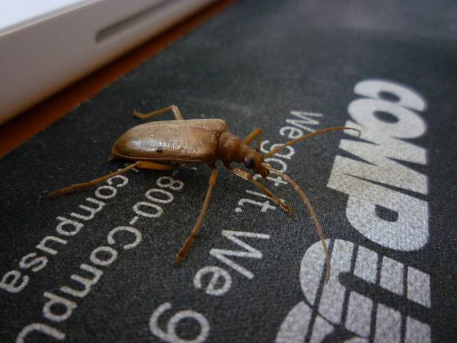 computer_bug_-_bug