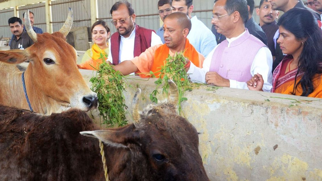 গরুকে ভারতের ‘স্বঘোষিত রাষ্ট্রমাতা’ বললেন উত্তরপ্রদেশের মুখ্যমন্ত্রী