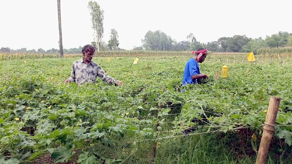 নিরাপদ সবজিতে স্বপ্ন বুনছেন দিনাজপুরের কৃষক