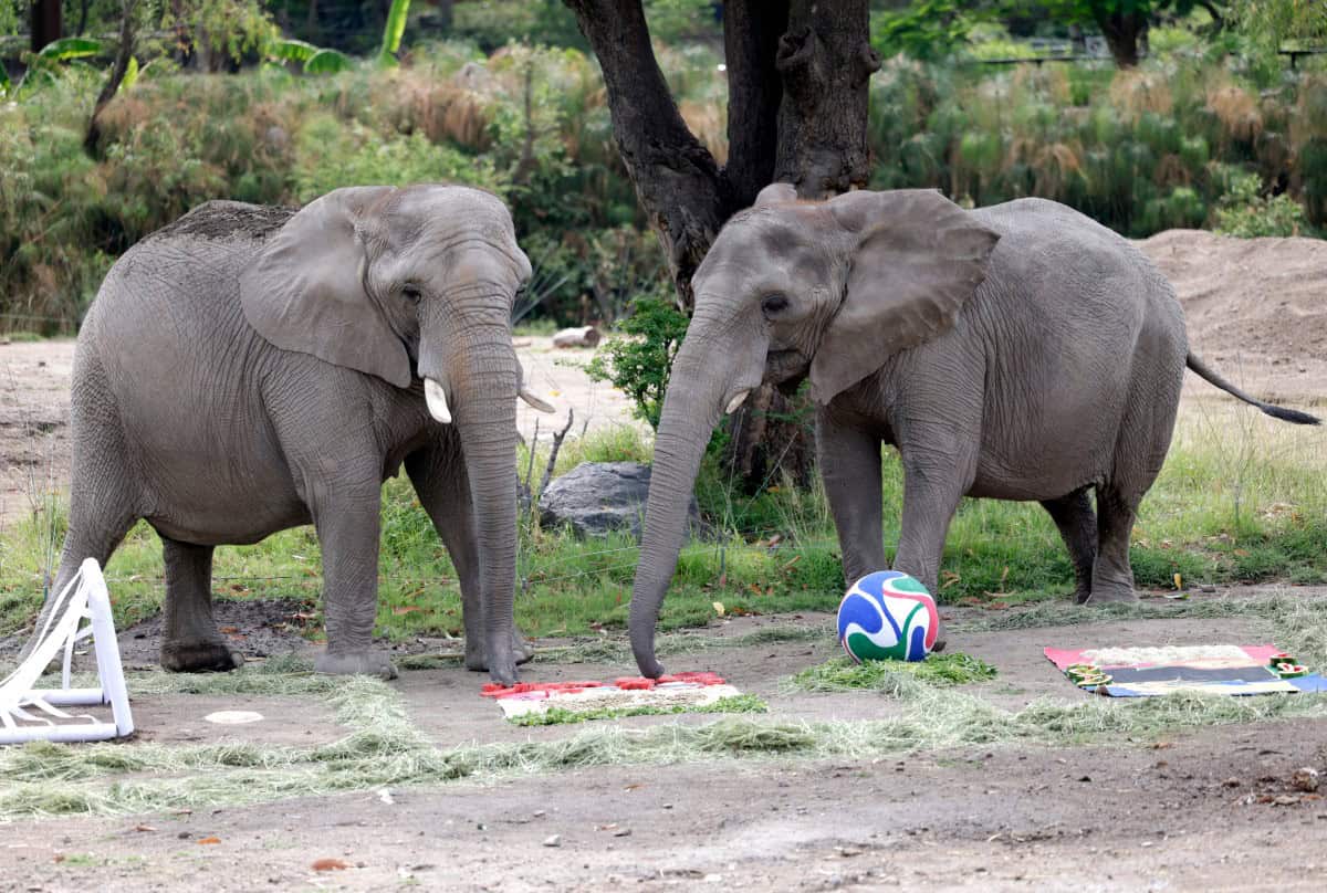elephent elephent