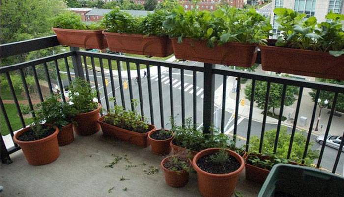 garden