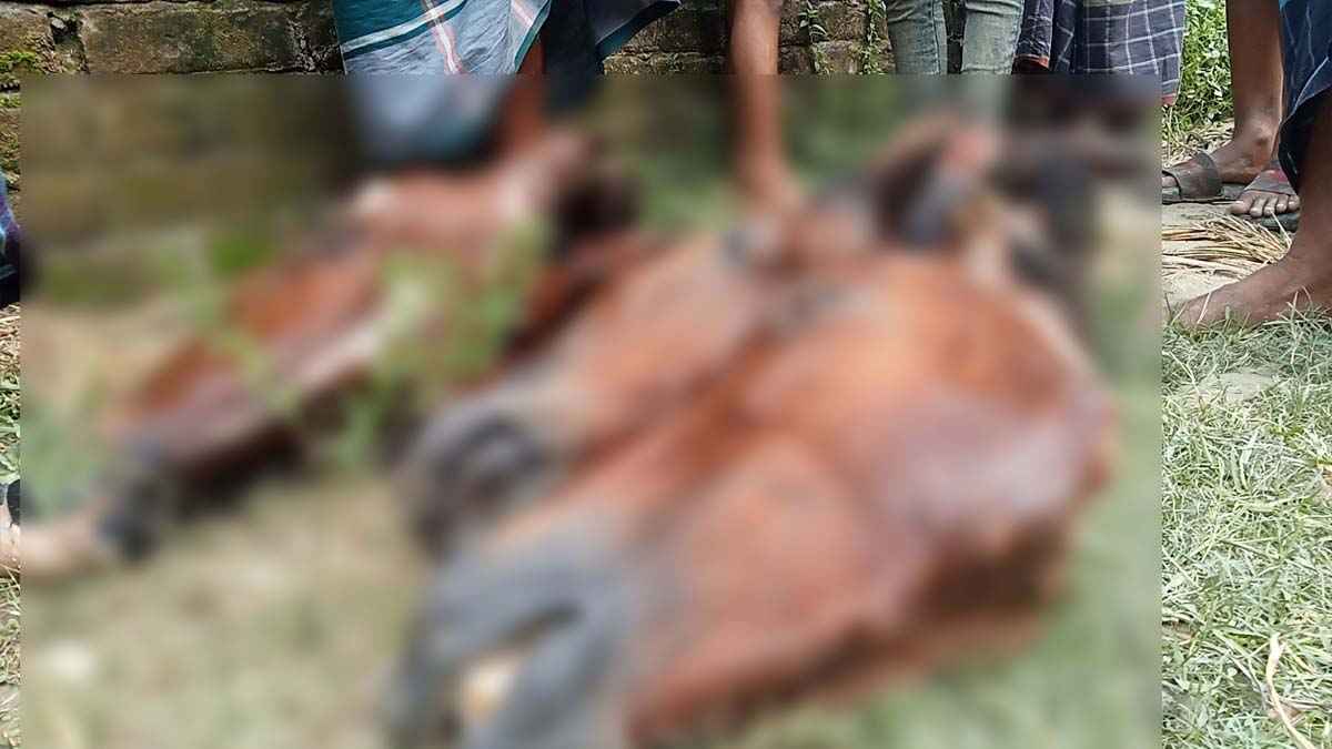 সাদুল্লাপুরে একাধিক ঘোড়া জবাই করে গোশত পাচারের চেষ্টা, গ্রেফতার ৬