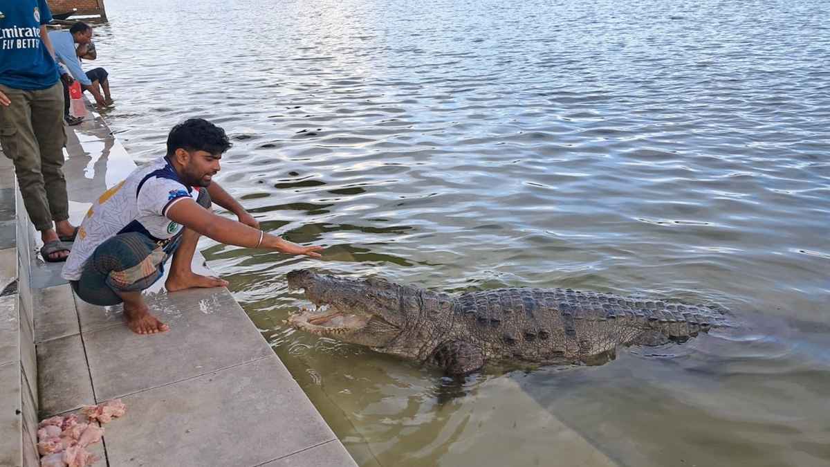 খানজাহান আলী মাজারের দীঘির কুমির সুন্দরবনে স্থানান্তরের সিদ্ধান্ত