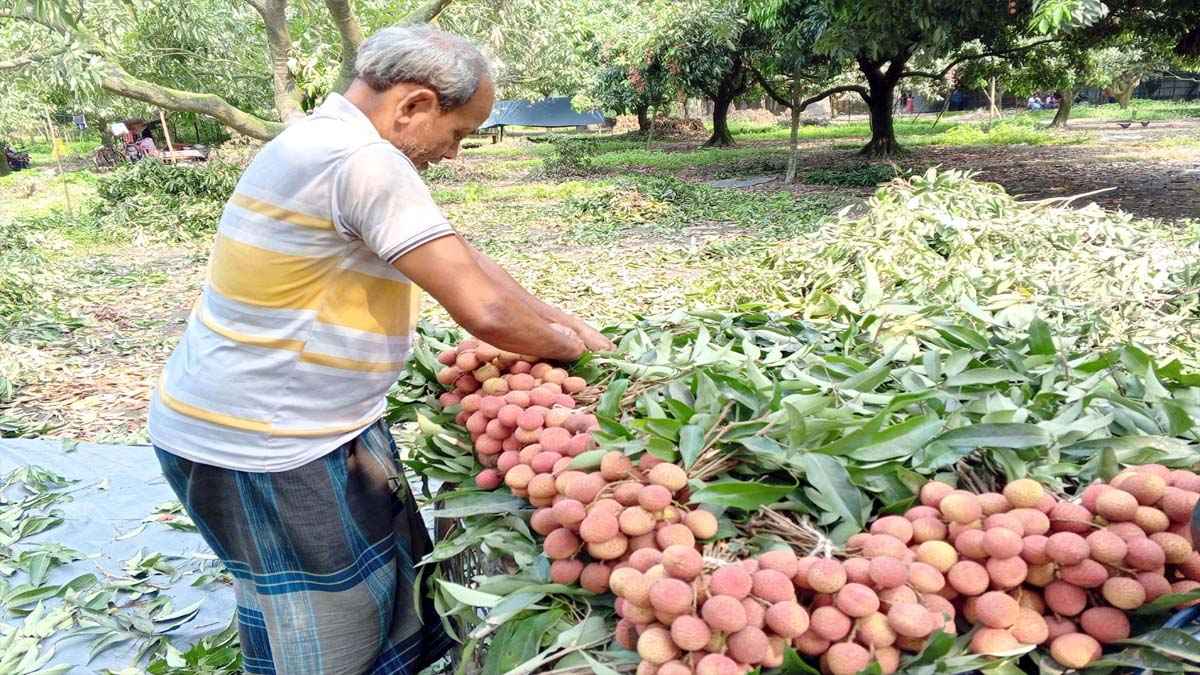 দিনাজপুরে জমে উঠেছে লিচু বেচাকেনা, কোটি টাকার স্বপ্ন
