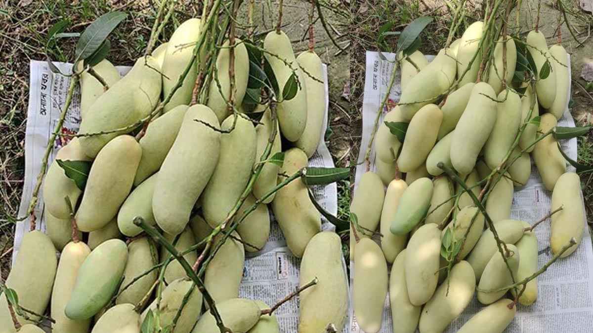 ইতালি গেল চাঁপাইনবাবগঞ্জের ব্যানানা ও খিরসাপাত আম