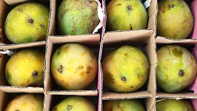 mango_2 mango_2