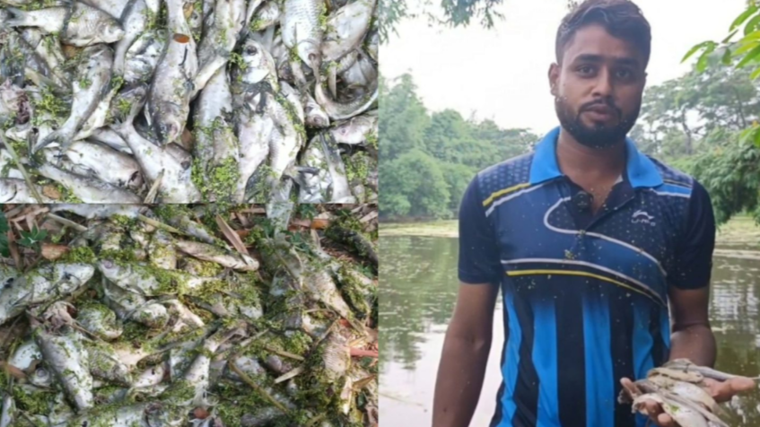 পলাশে পুকুরে বিষ প্রয়োগে ৫ লাখ টাকার মাছ নিধন