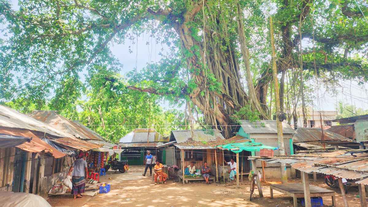 চিত্রা নদীর তীরে বটের ছায়ায় শতবর্ষী রতডাঙ্গার হাট