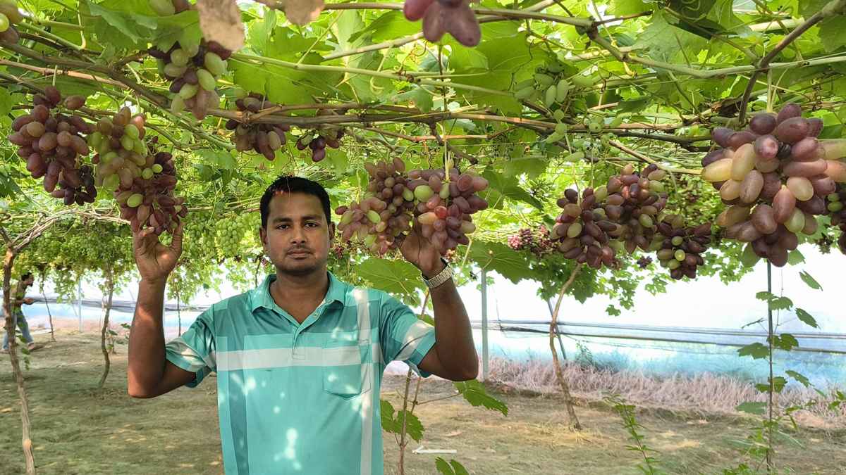 নাটোরে বিদেশি জাতের মিষ্টি আঙুর চাষে আমজাদের বাজিমাত