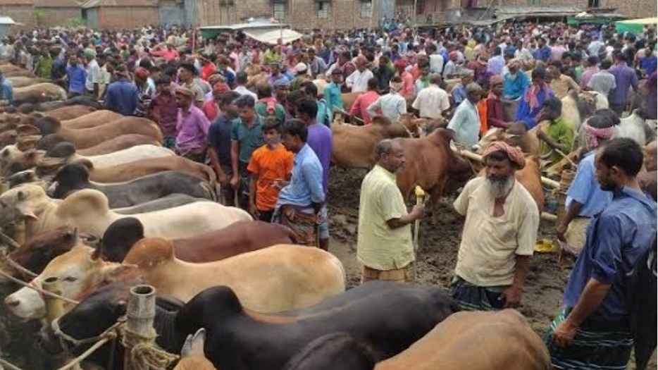 কোরবানির গরু হাটে রাজস্ব আদায় ৪০ লাখ, সরকারি কোষাগারে জমা মাত্র ১৫ লাখ