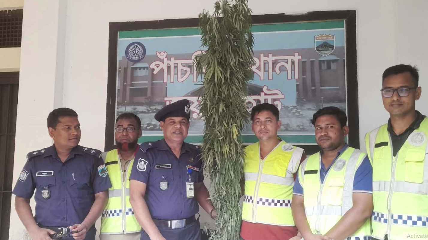 জয়পুরহাটে গাঁজার গাছ উদ্ধার