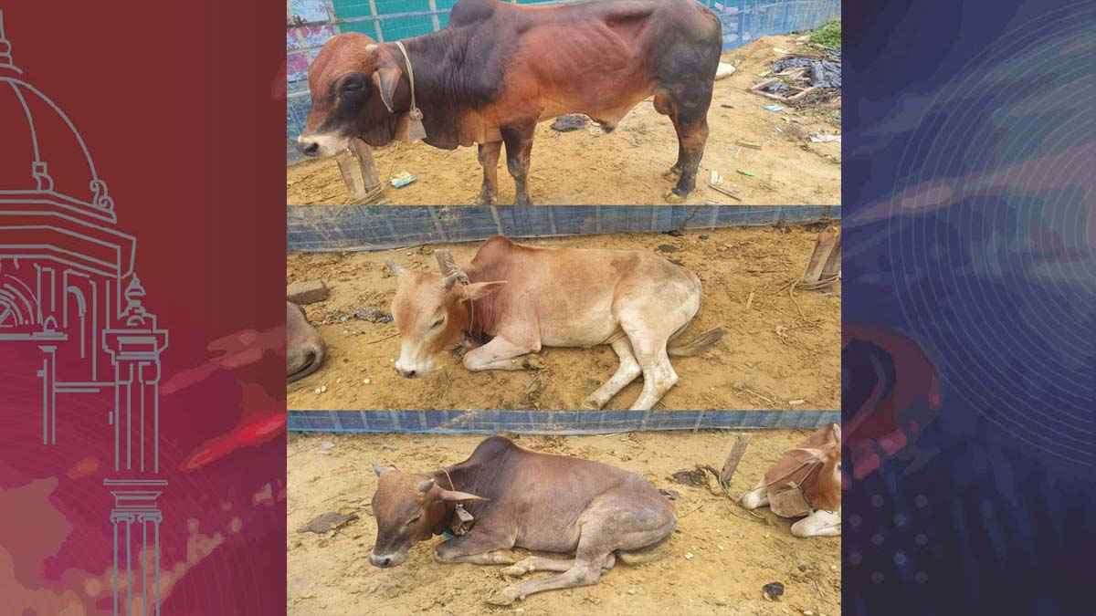 তিন চোরাই গরুর মালিককে খুঁজছে পুলিশ 