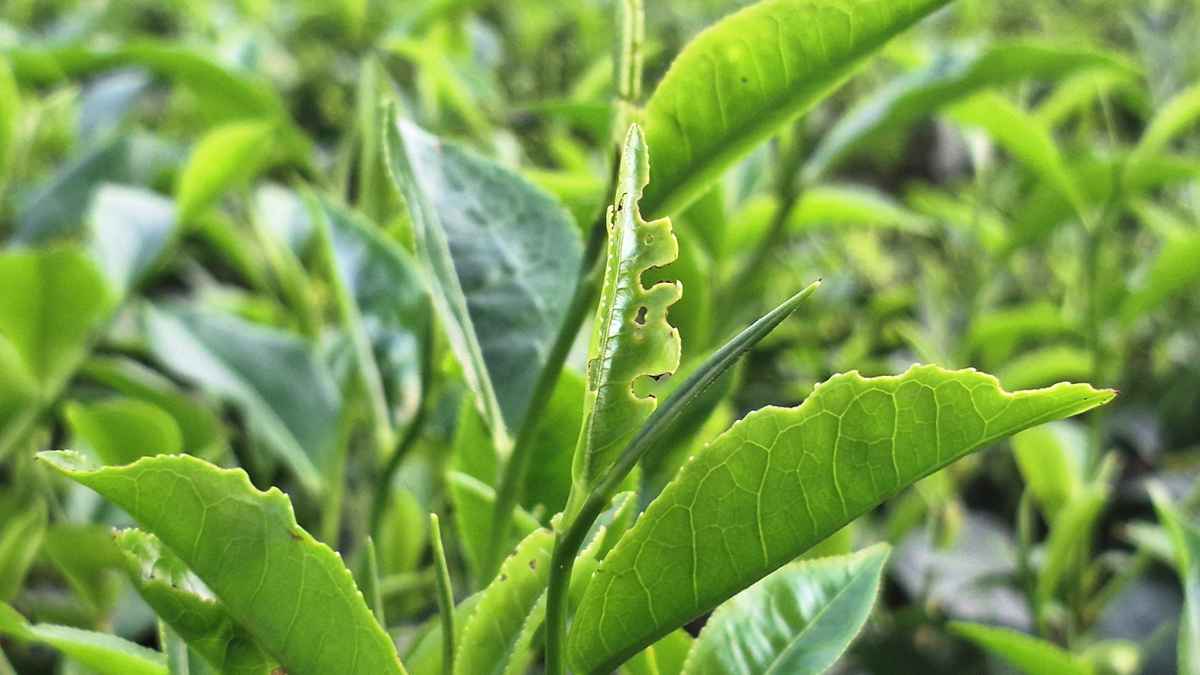 সমতলের চা-বাগানে পোকার আক্রমণ, দিশাহারা চাষি