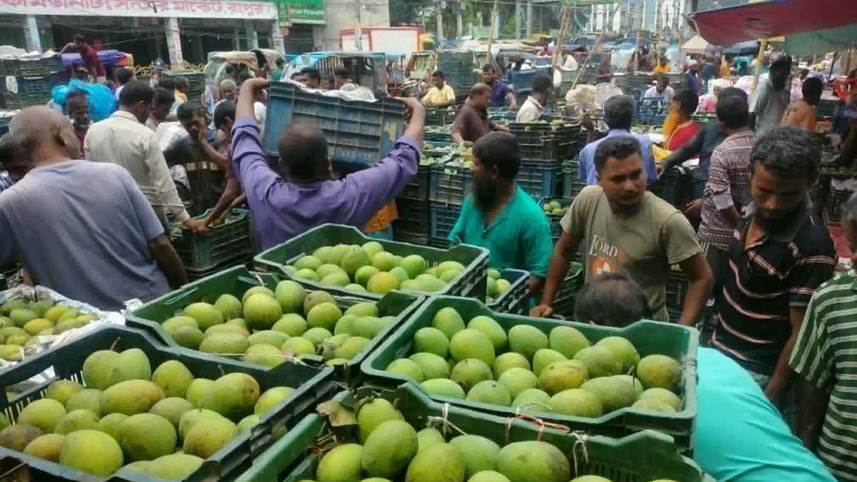 পাড়া শুরু হয়েছে হাঁড়িভাঙা আম, বাণিজ্য সম্ভাবনা ৩০০ কোটি টাকা