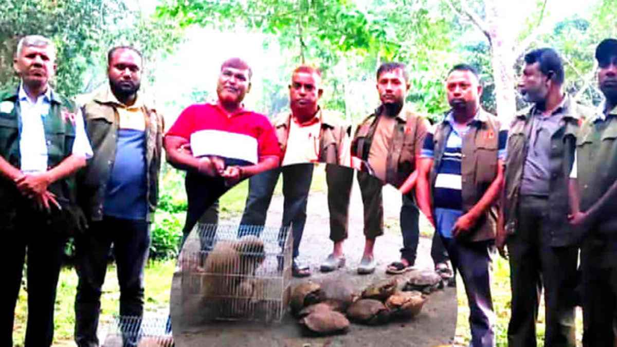 কক্সবাজারে বনবিভাগের অভিযান, মুখপোড়া হনুমানসহ ১২ কচ্ছপ উদ্ধার