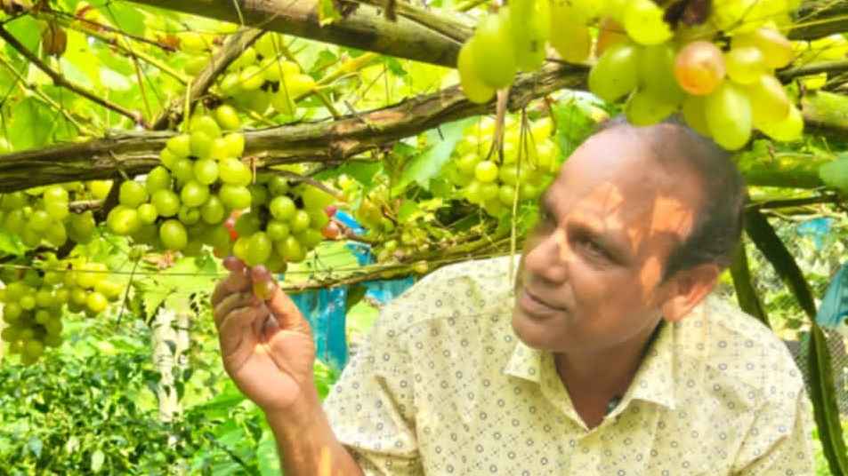 দেশের মাটিতেই ফলছে বিদেশি আঙুর, গাইবান্ধার কলেজ শিক্ষকের বাজিমাত!