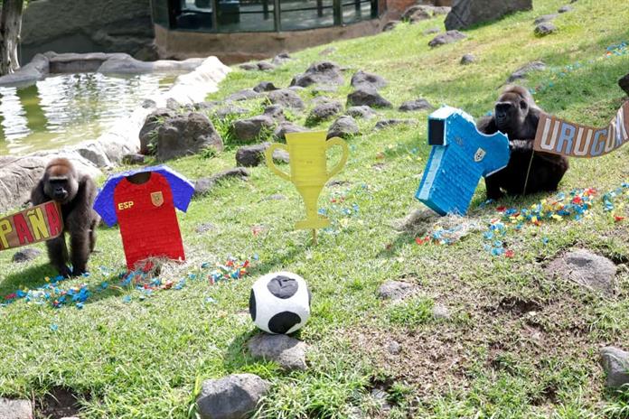 zoologico-guadalajara-hace-predicciones-para-mundial-2026_fifa zoologico-guadalajara-hace-predicciones-para-mundial-2026_fifa