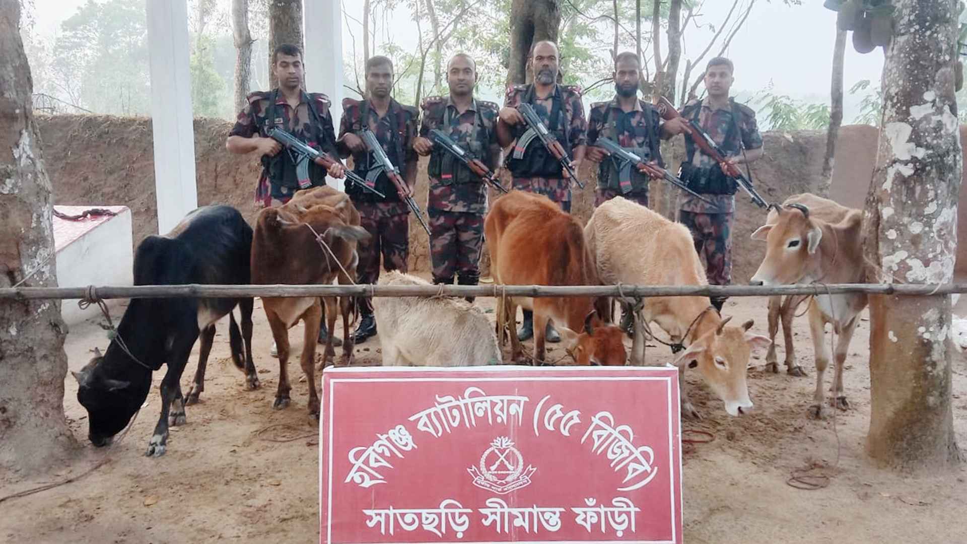হবিগঞ্জে বিজিবির অভিযানে ২৪টি ভারতীয় গরু জব্দ