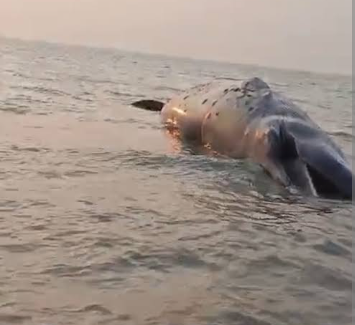 172294d9-3031-4436-825e-b36eefbbd02a