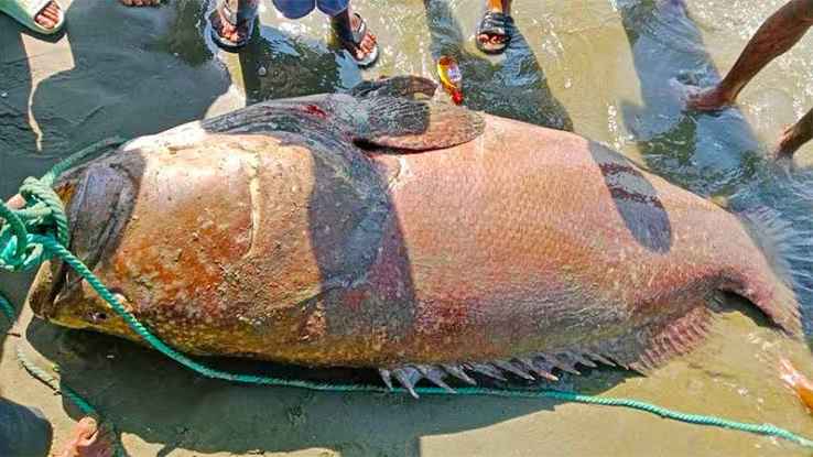 সেন্টমার্টিনে ২০০ কেজির বিরল বোল মাছ, ২ লাখ ৫৫ হাজার টাকায় বিক্রি