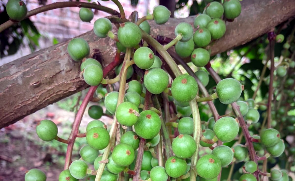 219ddb09-e254-4204-b368-1a1802278af5